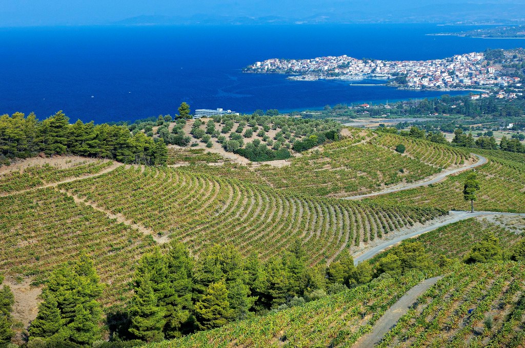 winery-porto-carras-sithonia